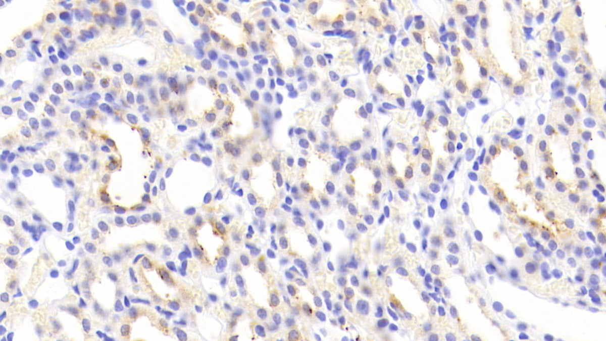 Galactose-3-O-Sulfotransferase 1 (GAL3ST1) Polyclonal Antibody - image 3