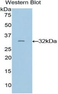 GRB2 Related Adaptor Protein 2 (GRAP2) Polyclonal Antibody - image 3