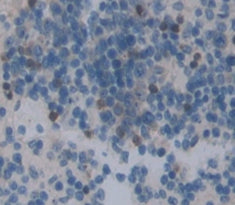 GRB2 Related Adaptor Protein 2 (GRAP2) Polyclonal Antibody - image 4