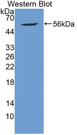 Huntingtin Associated Protein 1 (HAP1) Polyclonal Antibody - image 2
