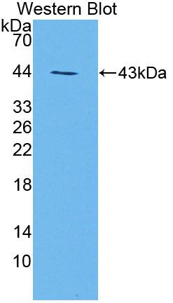 Heparan Sulfate-2-O-Sulfotransferase 1 (HS2ST1) Polyclonal Antibody - image 2