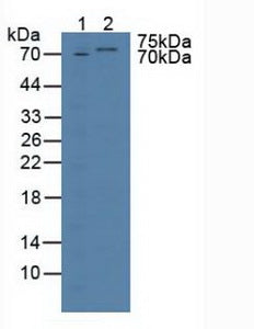 Knockout Varification: ; Lane 1: Wild-type HepG2 cell lysate; ; Lane 2: TBX3 knockout HepG2 cell lysate; ; Predicted MW: 79,77,65kd ; Observed MW: 70kd; Primary Ab: 2µg/ml Rabbit Anti-Human TBX3 Antibody; Second Ab: 0.2µg/mL HRP-Linked Caprine Anti-Rabbit IgG Polyclonal Antibody;