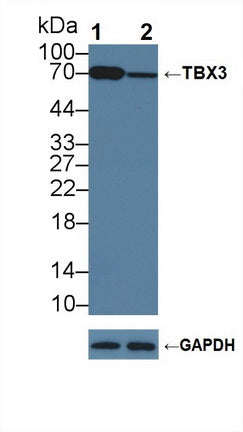 FITC staining on IF; Samples: Human HepG2 Cells;  Primary Ab: 20µg/ml Rabbit Anti-Human TBX3 Antibod