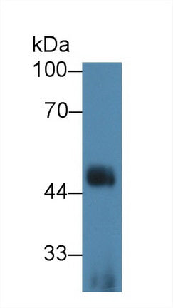 Western Blot; Sample: Recombinant protein.