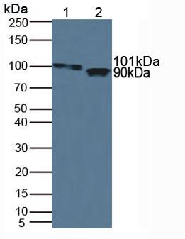 Western Blot; Sample: Recombinant ITIH1, Human.