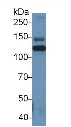 Western Blot; Sample: Recombinant protein.