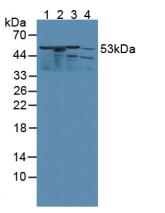 Western Blot; Sample: Recombinant KMO, Rat.