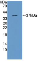 DAB staining on IHC-P; Samples: Rat Skin Tissue; Primary Ab: 20µg/ml Rabbit Anti-Rat KMO Antibody Second Ab: 2µg/mL HRP-Linked Caprine Anti-Rabbit IgG Polyclonal Antibody
