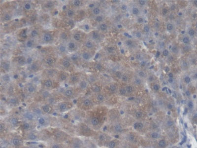 Kynurenine-3-Monooxygenase (KMO) Polyclonal Antibody - image 5
