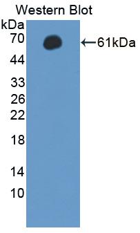 Used in DAB staining on fromalin fixed paraffin- embedded testis tissue
