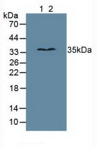 Western Blot; Sample: Recombinant MPG, Human.