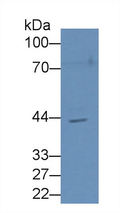 N-Acetylgalactosaminidase Alpha (NAGa) Polyclonal Antibody - image 3