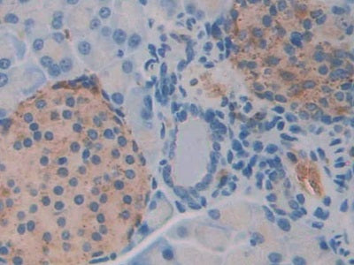 DAB staining on IHC-P; Samples: Mouse Pancreas Tissue)