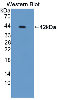 Osteocrin (OSTN) Polyclonal Antibody - image 2