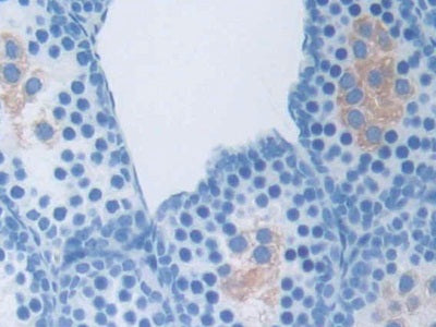Osteocrin (OSTN) Polyclonal Antibody - image 4