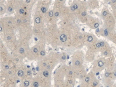 DAB staining on IHC-P; Samples: Human Stomach Tissue.