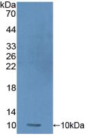 Protamine 1 (PRM1) Polyclonal Antibody - image 2