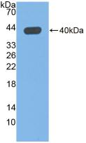 Glutaminyl Peptide Cyclotransferase (QPCT) Polyclonal Antibody - image 3