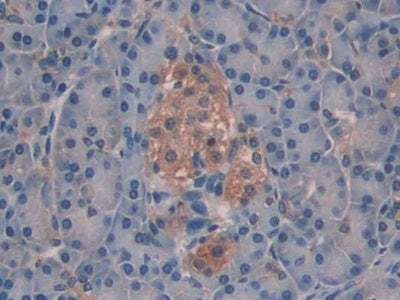 DAB staining on IHC-P; Samples: Human Pancreas Tissue)