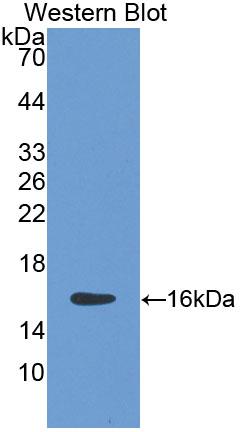 DAB staining on IHC-P; Samples: Mouse Pancreas Tissue;  Primary Ab: 20µg/ml Rabbit Anti-Mouse SPTLC2