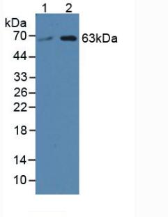 Western Blot; Sample: Recombinant SPTLC3, Mouse.