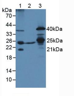 Western Blot; Sample: Recombinant TFAM, Mouse.