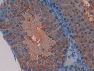 DAB staining on IHC-P; Samples: Mouse Stomach Tissue.