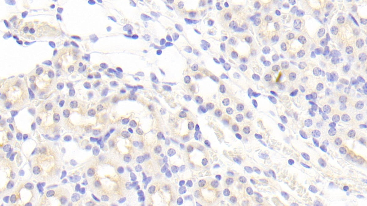 Interferon Alpha 8 (IFNa8) Polyclonal Antibody - image 3