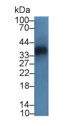 Western Blot; Sample: Recombinant protein.