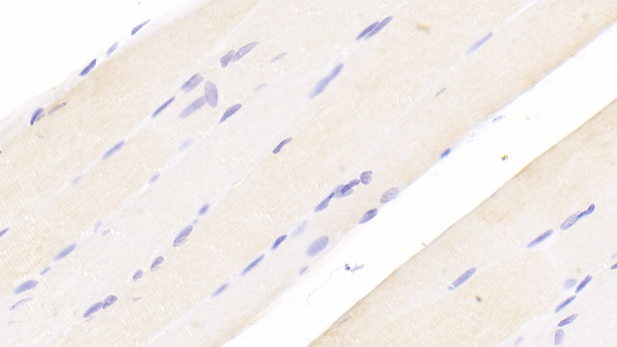 Ankyrin Repeat Domain Protein 1 (ANKRD1) Polyclonal Antibody - image 4