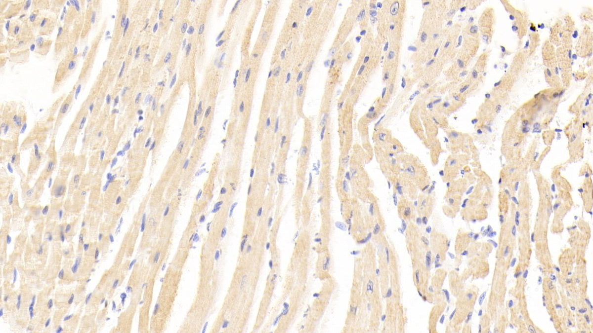 Ankyrin Repeat Domain Protein 1 (ANKRD1) Polyclonal Antibody - image 4