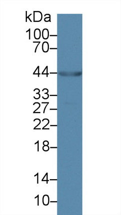 Western Blot; Sample: Recombinant protein.