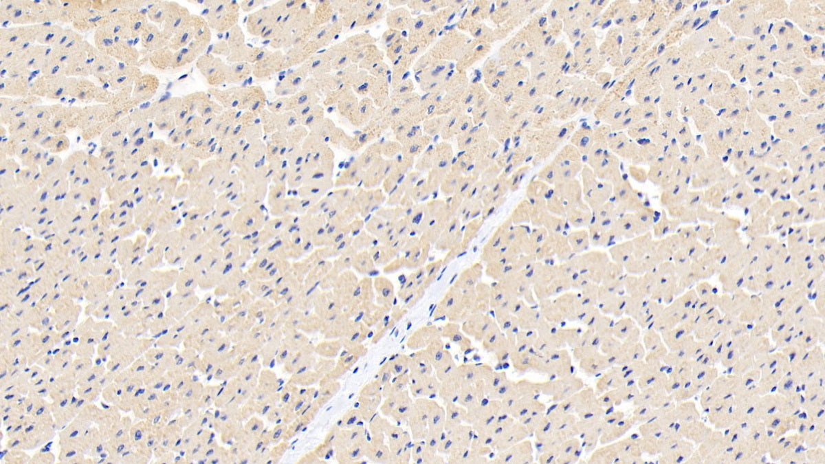 Ankyrin Repeat Domain Protein 1 (ANKRD1) Polyclonal Antibody - image 4