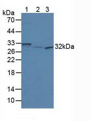 Western Blot; Sample: Recombinant SCGN, Mouse.