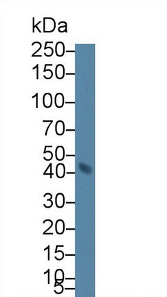 Western Blot; Sample: Recombinant protein.