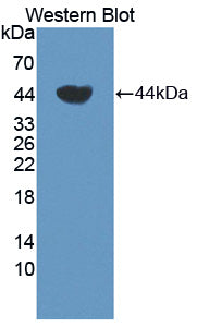 Western Blot; Sample: Lane1: Human Milk; Lane2: Human Saliva; Primary Ab: 2μg/ml Rabbit Anti-Human TCN1 Antibody; Second Ab: 0.2µg/mL HRP-Linked Caprine Anti-Rabbit IgG Polyclonal Antibody;