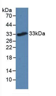 Western Blot; Sample: Recombinant TREM2, Mouse.