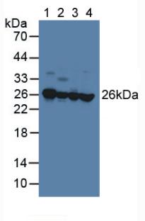 Western Blot; Sample: Recombinant PEBP1, Human.