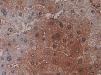 DAB staining on IHC-P; Samples: Human Stomach Tissue.