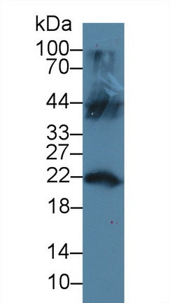 Western Blot; Sample: Recombinant protein.