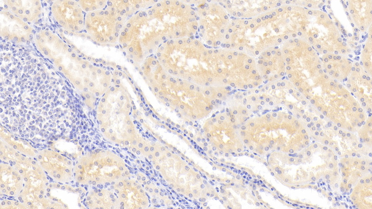 Lipocalin 12 (LCN12) Polyclonal Antibody - image 4