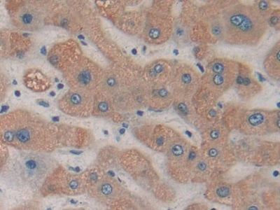 Histidine Decarboxylase (HDC) Polyclonal Antibody - image 5