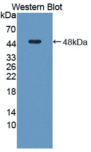 Western Blot; Sample: Lane1: Rat Thymus lysate; Lane2: A549 cell lysate; Lane3: Hela cell lysate; Lane4: Jurkat cell lysate; Lane5: MCF7 cell lysate; Primary Ab: 2μg/ml Rabbit Anti-Human AHCY Antibody; Second Ab: 0.2µg/mL HRP-Linked Caprine Anti-Rabbit IgG Polyclonal Antibody;