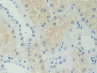 Adenosylhomocysteinase (AHCY) Polyclonal Antibody - image 5