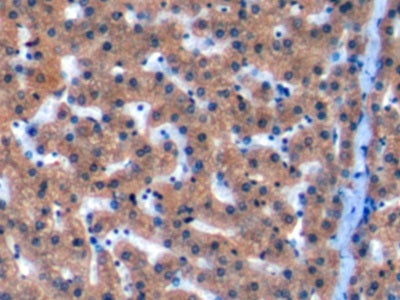 Betaine Homocysteine Methyltransferase (BHMT) Polyclonal Antibody - image 5