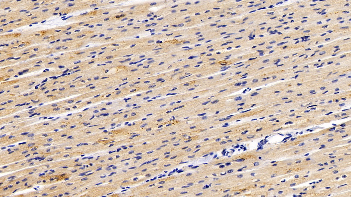 5-Methyltetrahydrofolate Homocysteine Methyltransferase (MTR) Polyclonal Antibody - image 3