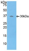 ATPase, H+ Transporting, Lysosomal Accessory Protein 2 (ATP6AP2) Polyclonal Antibody - image 2