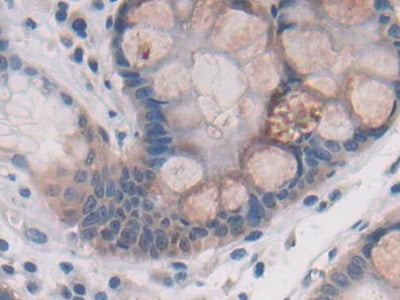 DAB staining on IHC-P; Samples: Human Stomach Tissue