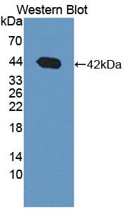 Used in DAB staining on fromalin fixed paraffin- embedded liver tissue