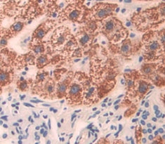 3-Hydroxybutyrate Dehydrogenase 1 (BDH1) Polyclonal Antibody - image 4